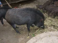 Lợn Rừng
